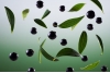 Экстракт тасманского перца (INCI: TASMANNIA LANCEOLATA FRUIT/LEAF EXTRACT) Экстракт тасманского перца (INCI: TASMANNIA LANCEOLATA FRUIT/LEAF EXTRACT)