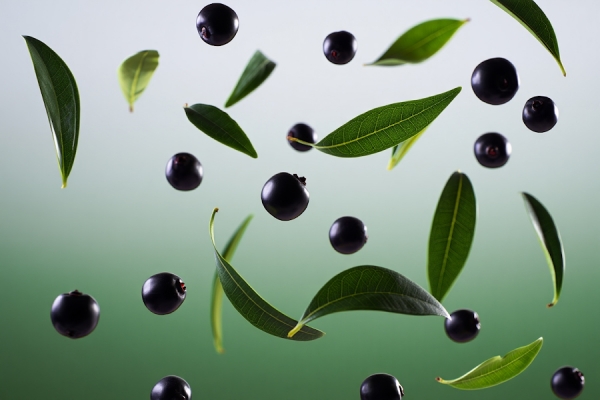 Экстракт тасманского перца (INCI: TASMANNIA LANCEOLATA FRUIT/LEAF EXTRACT)