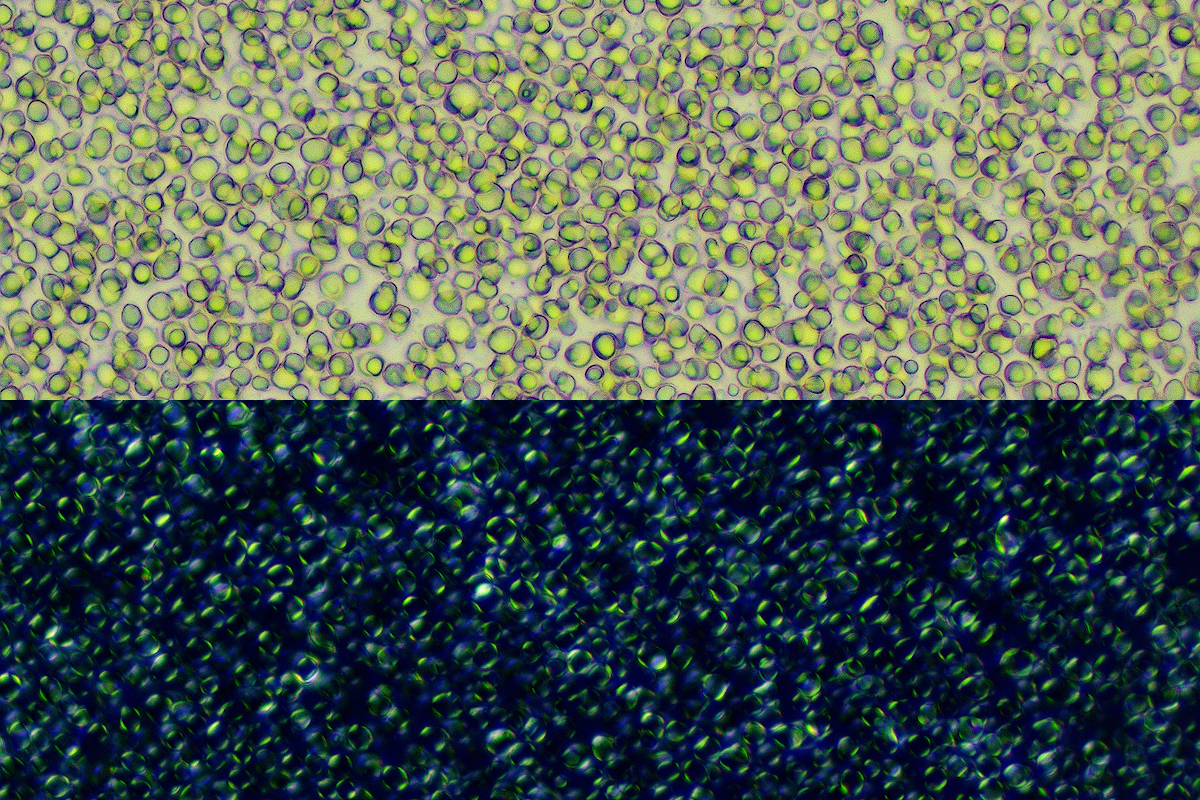 Микрофотография ламеллярной эмульсии: вверху — обычный свет показывает распределение капель масла в воде, внизу — поляризованный свет визуализирует жидкокристаллическую ламеллярную структуру